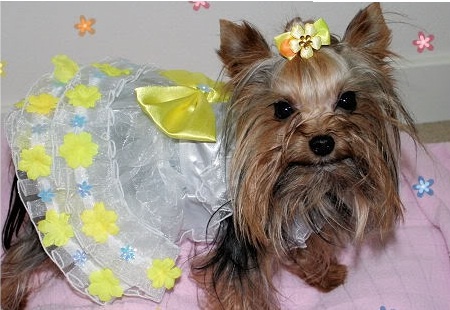 платья для маленьких собак